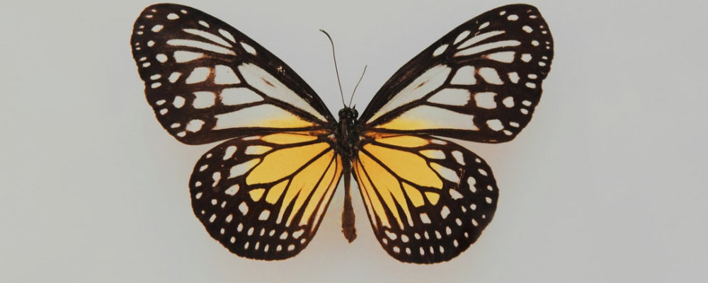 cb051c92a87cd83e3dfcddd4adad70cb1612108851_cropped